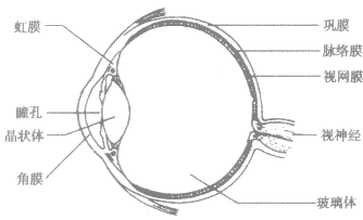眼睛結(jié)構(gòu)